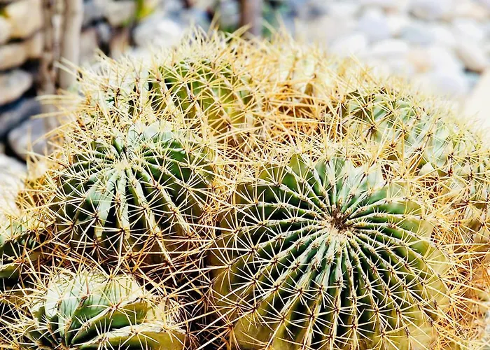 Kalliopi On Rhodes Ama 0 0 0 0 3 6 6 0 4 0 3 Линдос