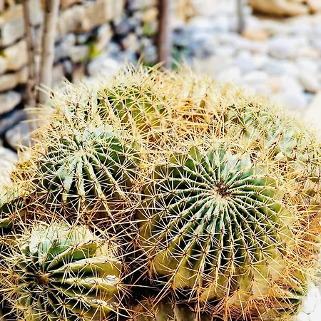 Vlk: Kalliopi, Rhodes Líndos